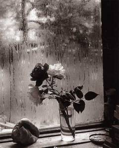 sudek, last roses