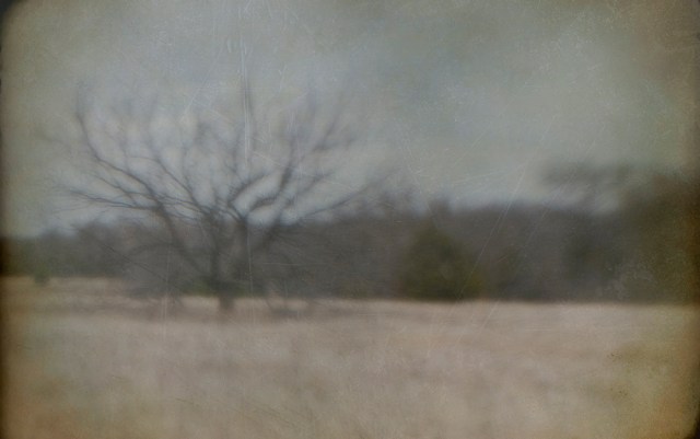 tree with limbs blur copy