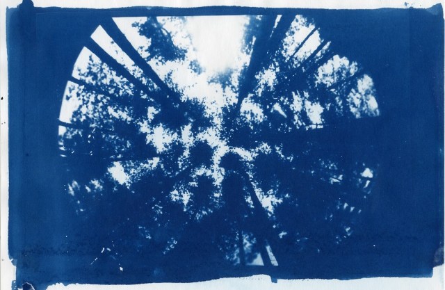 Cyanotype 1