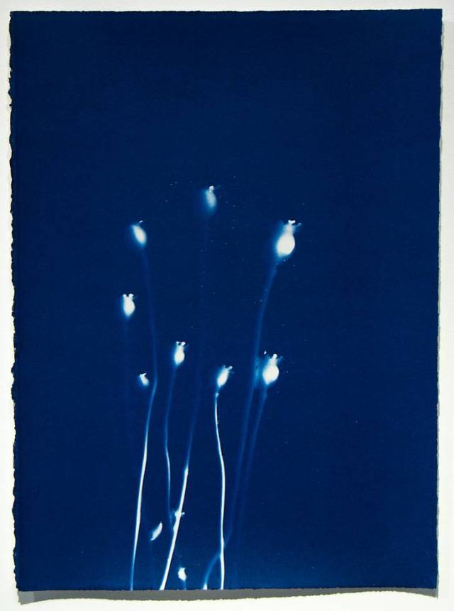 Cyanotype 3