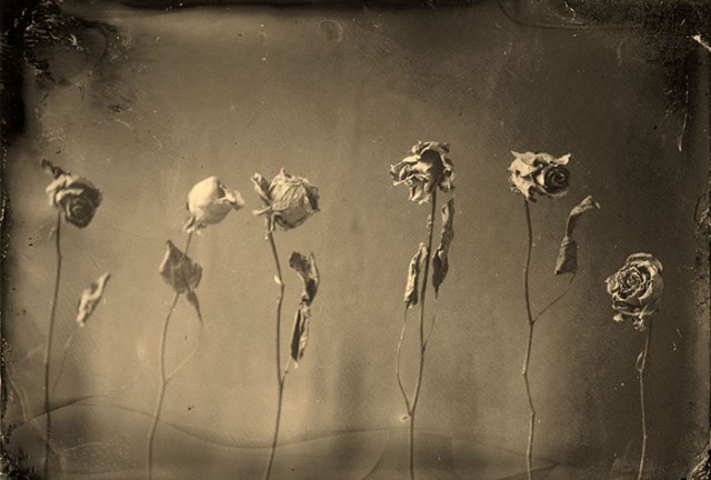 david-john-lotto-6-roses