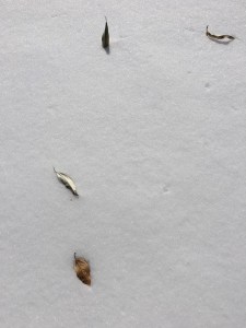 46075137_356039744956943_6162622503131807744_n