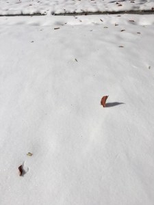 46170025_1725467094224593_4273478372027269120_n